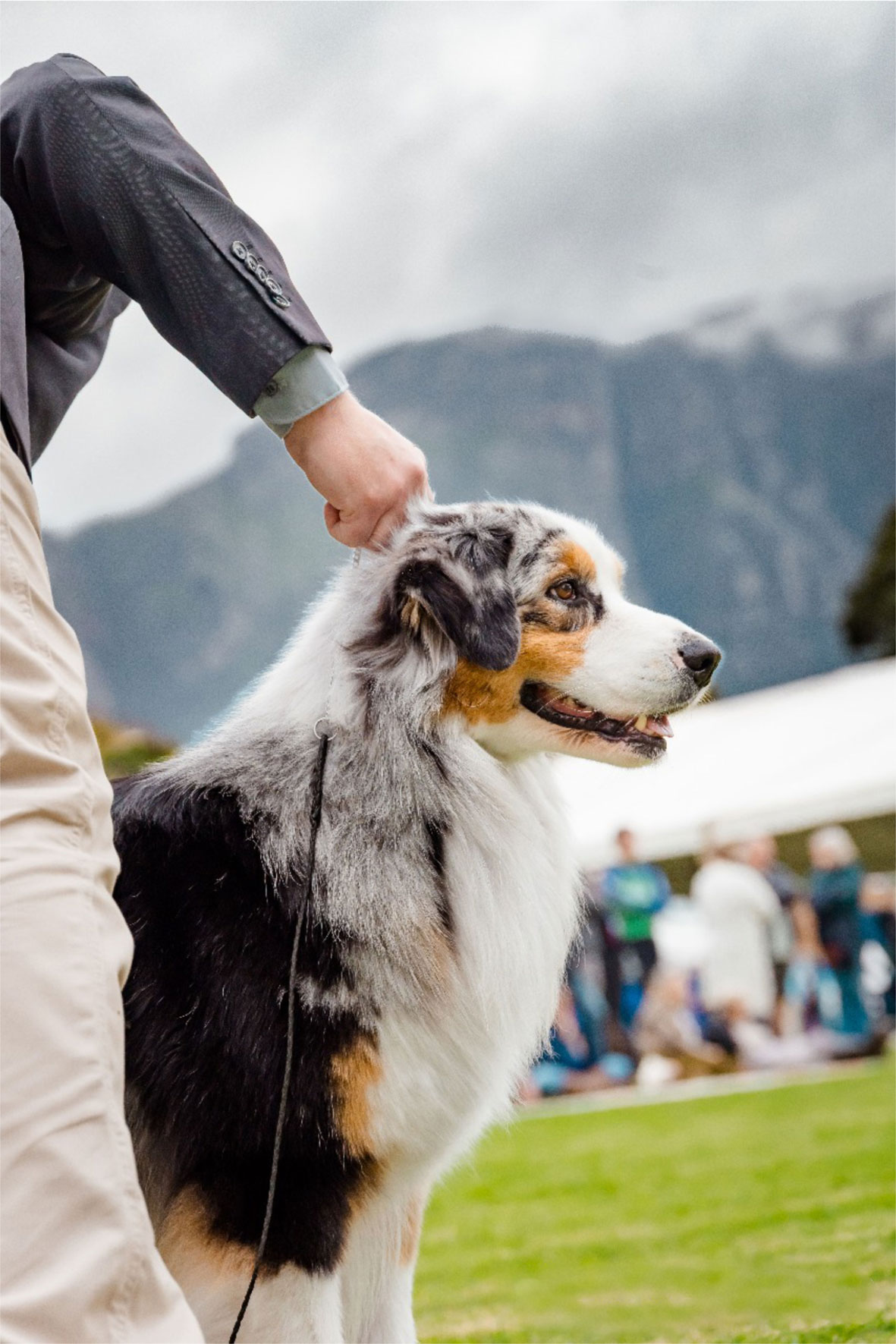 OBT-Australian-Shepherds-KUSA-Responsible-Breeding