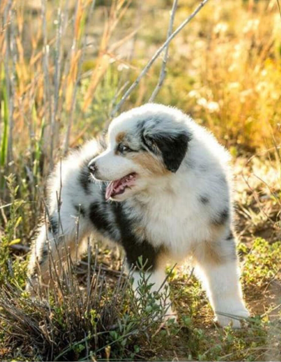 Gallery - Australian Shepherds Puppies